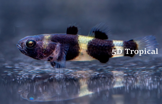 Picture of FAR EAST FISH-BUMBLE BEE GOBY (FW)-            
