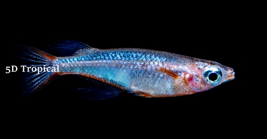 Picture of FAR EAST-NEON REDFIN RICEFISH