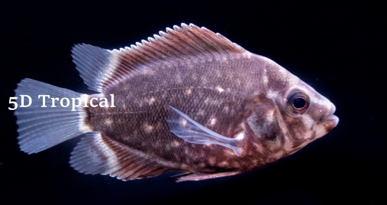 Picture of CICHLID-UARU REG(TANK-RAISED)                