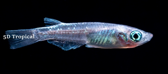 Picture of BETTA-BLUE RIM MALE