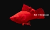 Picture of SWORDTAILS-RED FIRECRACKER (IMPORT)   