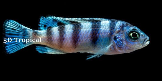 Picture of AFRICAN MBUNA-KENNYI REG    