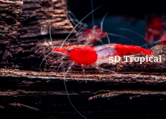 Picture of SHRIMP-RED RILI  