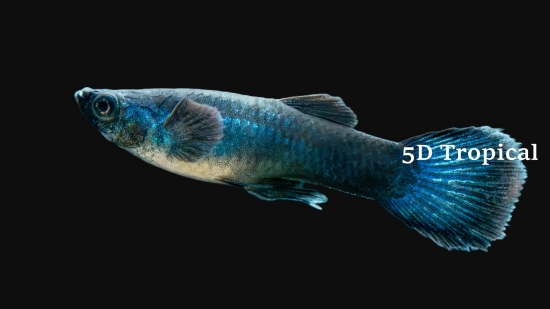 Picture of GUPPY-MOSCOW BLUE MALE 