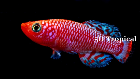 Picture of NOTHO GUENTHERI MALE     