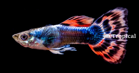 Picture of GUPPY-DUMBO EAR RED DRAGON MALE 