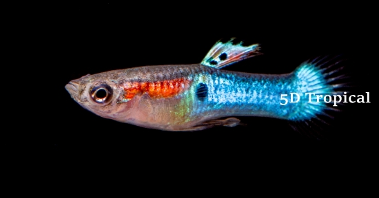 Picture of GUPPY-JAPANESE BLUE SWORDTAIL ENDLER MALE  