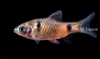 Picture of BARB-AFRICAN BANDED
