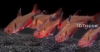 Picture of TETRA-SCRATCHED INPA