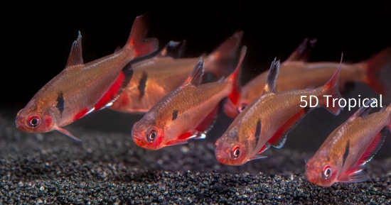 Picture of TETRA-SCRATCHED INPA