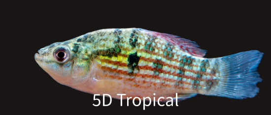Picture of KILLIFISH-TANGAYIKA 