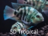 Picture of FAR EAST FISH-ASIAN NEEDLE GAR LG