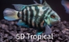 Picture of FAR EAST FISH-ASIAN NEEDLE GAR LG