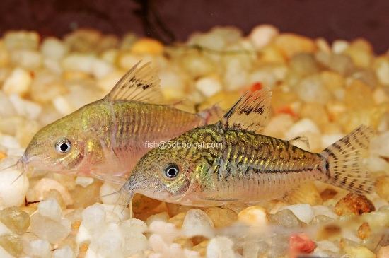 Picture of SOUTH AMERICAN CORY-SILMILIS