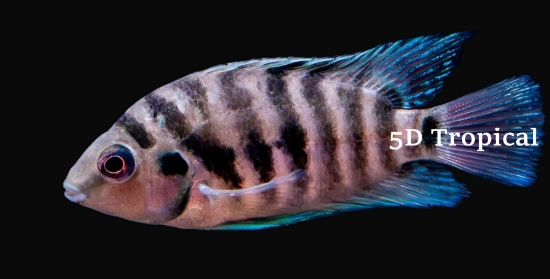 Picture of CICHLID-BLACK CONVICT REG            