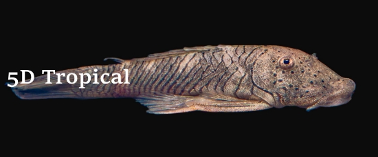 Picture of SOUTH AMERICAN PLECO-RUBBER PLEC(BULLDOG)        