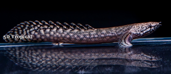 Picture of MISC-BICHIR (ORNATE)          