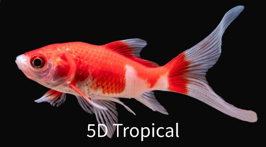 Picture of GOLDFISH-ASSORTED FANTAIL 3-4"