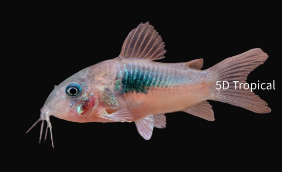 Picture of CORY-HF GREEN