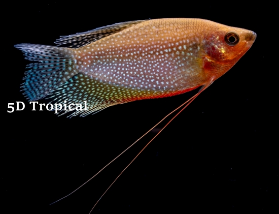 Picture of GOURAMI-GOLD PEARL