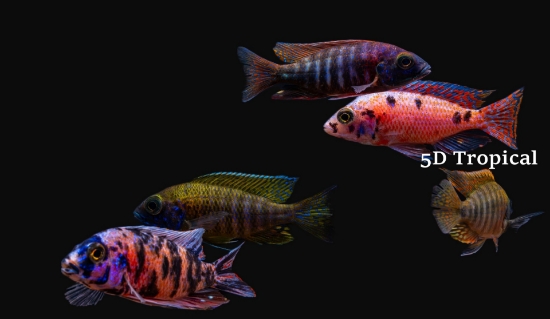 Picture of AFRICAN PEACOCK-ASSORTED PEACOCK 3"(IMPORT)    