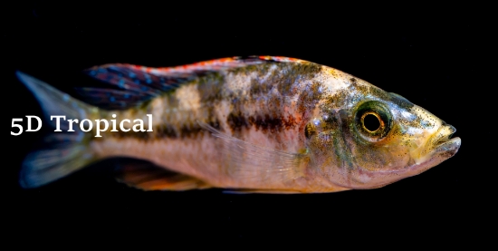 Picture of OB COMPRESSICEP MD       