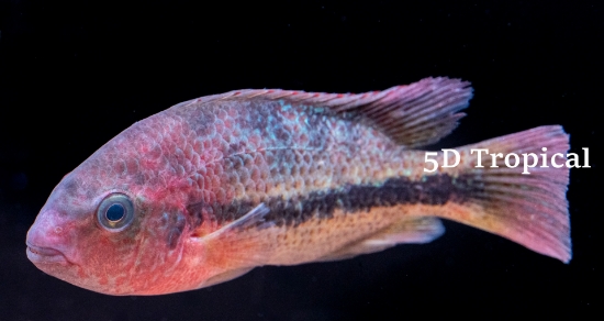 Picture of C.FENESTRATUS MD-        