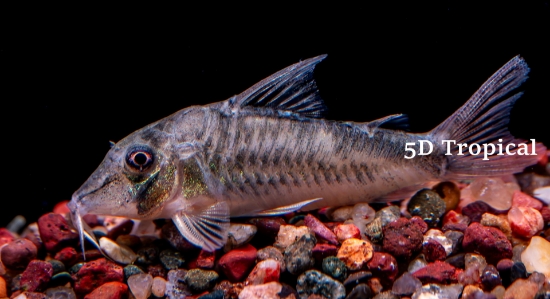 Picture of SOUTH AMERICAN CORY-SEPTENTRIONALIS
