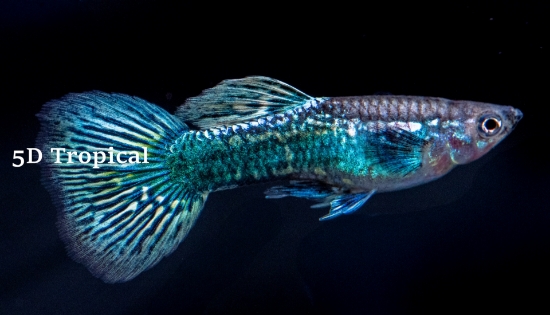 Picture of GUPPY-GREEN DRAGON DUMBO