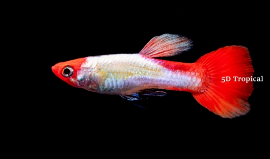Picture of GUPPY-KOI MALE           