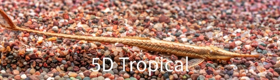 Picture of SOUTH AMERICAN CATFISH - FARLOWELLA LGE (TWIG CAT)