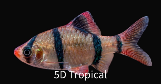 Picture of BARB-TIGER BARB MED             