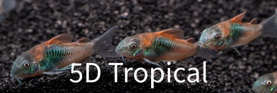 Picture of VENEZUELAN RED SAILFIN