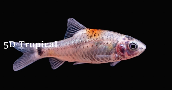 Picture of BARB-TRI COLOUR GOLDEN