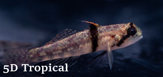 Picture of GOBY-RHINO