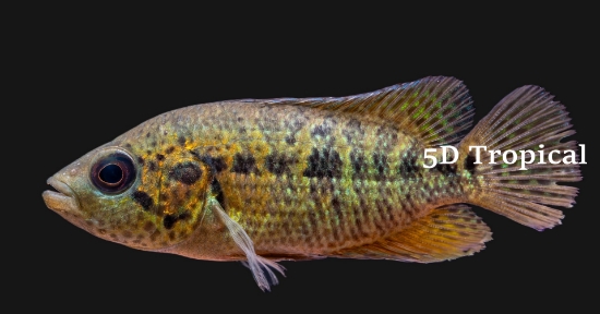 Picture of FREDRICHSTAHLI           