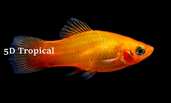 Picture of PLATY-SUNSET     