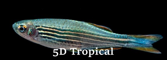 Picture of KYATHIT DANIO-           