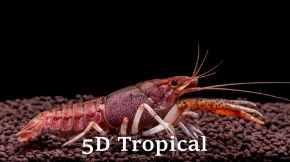 Picture for category Crayfish