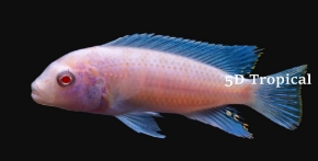 Picture for category Cichlid-Mbuna