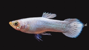 Picture for category Guppies - Male