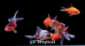 Picture for category Goldfish-Fancy