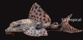 Picture for category Plecostomus