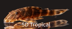 Picture for category South American Plecostomus