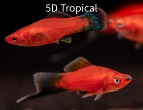 Picture for category Swordtails