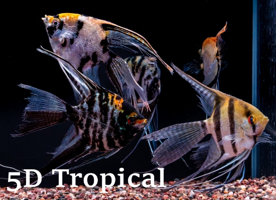 Picture of ANGELFISH-VEIL MIX MED-      