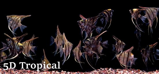 Picture of ANGELFISH-MIXED VEIL SELECT   