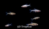 Picture of RASBORA-KUBOTAI     
